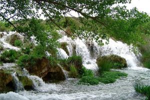 La noguera de San Pedro en las Lagunas de Ruidera