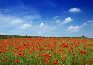 Campo de amapolas en primavera