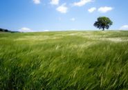 La siembra en primavera