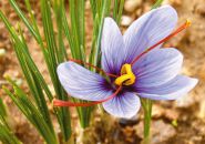 Flor de romero